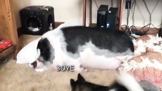 How to wake up a lazy Boi