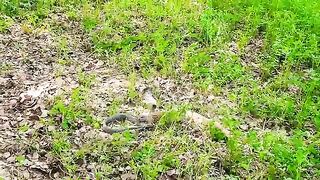 Wild Encounter of Black Cobra and Monitor Lizard 2