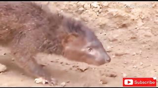 MUSANG VS KING COBRA