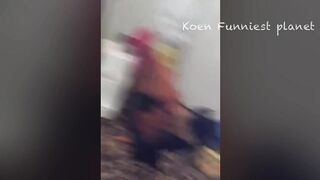 Funny Dogs And Cats Videos 2024 Best Funniest Animal Videos Of The week 3