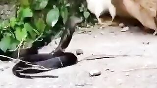 ???? اللّٰہ کی قدرت ????
