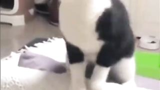 cute cats dancing dangdut#fyp