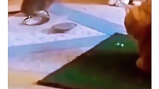 Funny Rat Viral Video 3