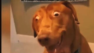Laughing Guaranteed! Intense Pet Fails Compilation!