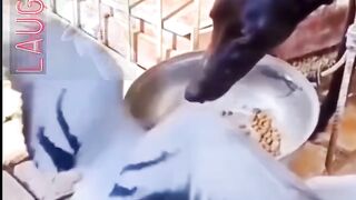 Funny animals 144