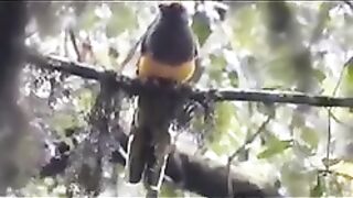 BIRD- Ward's Trogon, Lumang, Tashigang, Bhutan