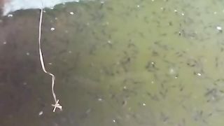 Solusi ikan lele malas makan❗Budidaya ikan lele di kolam tanah
