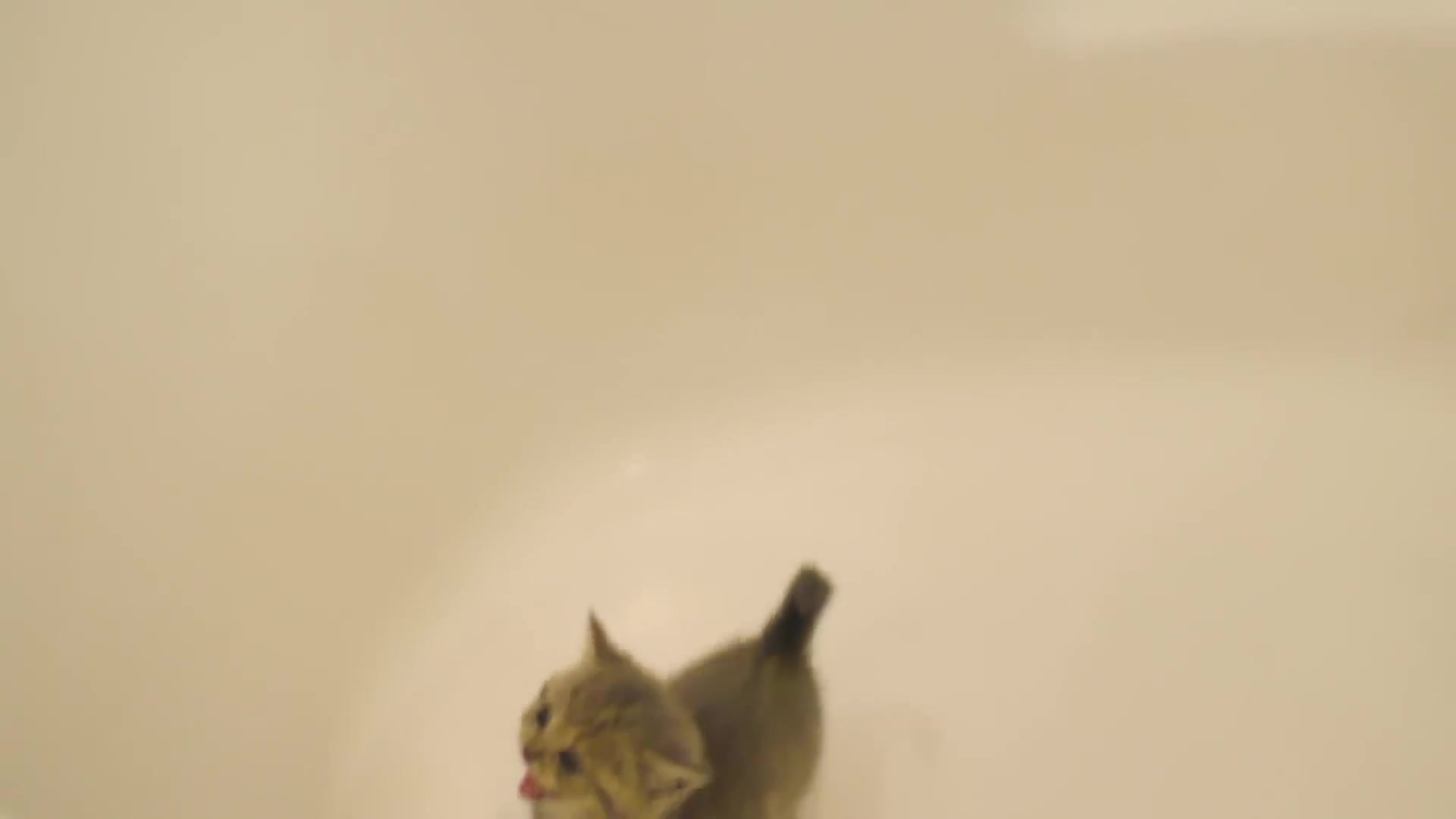 Kitten does not want to bath and meows loudly 2 #kittenstreet #kitten
