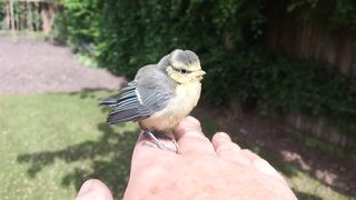 BIRD- Blue Tit fledgling.