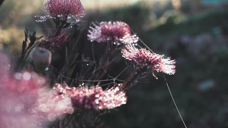 Flowers 22