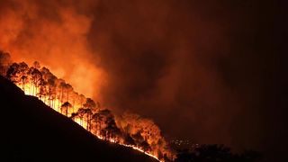 Forest Fires