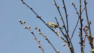 BIRD-Chiffchaff.