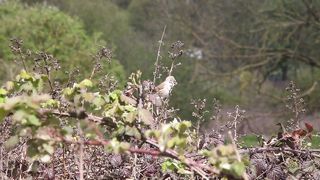 BIRD - Common Whitethroat.