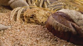 Healthy Whole Grains Are a JOKE