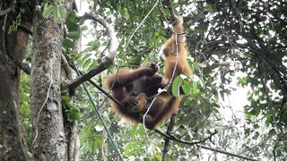 Orang Utans