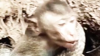 The monkey finding his family members with this loudly voice.