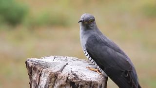 BIRD-Cuckoo feeding.