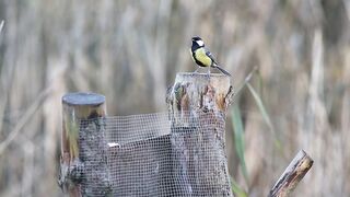 BIRD- Great Tit on feeder.