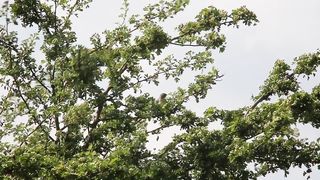 BIRD- Lesser Whitethroat and call.