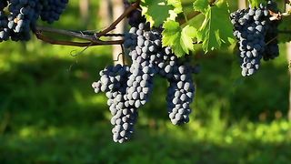 Grapes 2
