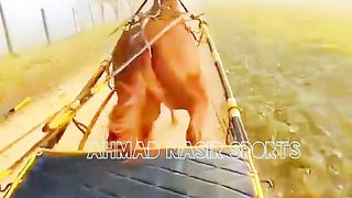 #foryou #Foryoupage #trending #tiktok #horselover #horse #500k #fyp #1M #impres. 2