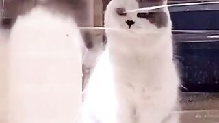 Cat Jumping.