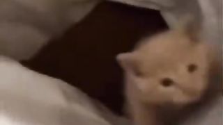 Cat eating more and more food