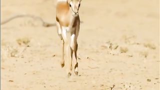 The gazelle deer roams around on the stilts.#nature #ghazal #deer #animal #animallove #pets