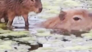 Uber Mother .Animal care .Motherlove Animal Planet #animals #pet #nationalgeographic