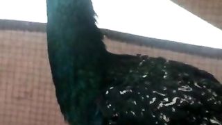 The rabbit and Peacock