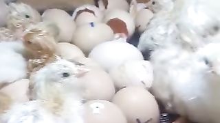 The incubator is beautiful