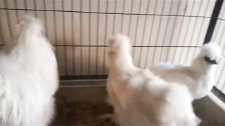Keep your pets warm in winter