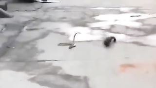 Pertarungan Mongose ( Musang ) Vs Ular Cobra