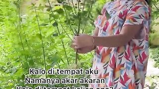 AKAR WANGI BIKIN KUCING NGE FLY