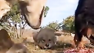 Mastiff vs Wolf