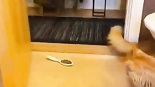 Big house cat