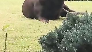 Big dog 4