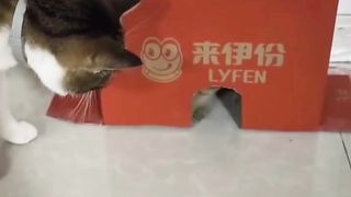 Funny actions 152