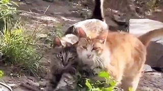 Funny actions 153