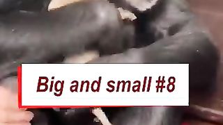 Animal compilation
