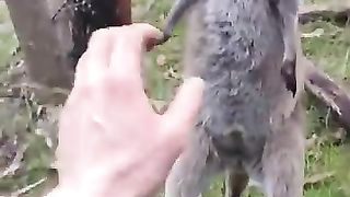 Crazy Roo