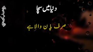 Sacha insan