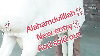 Sheep for sale in Pakistan and