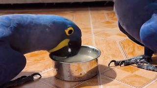 Beautiful parrot moment