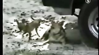 Funny pets 14