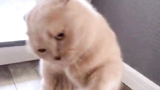 Funny cat 272