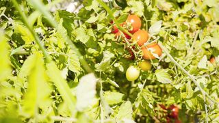 Tomatoes 4