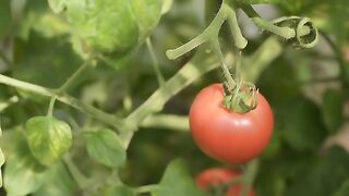 one tomato