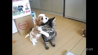 Funny Cats vs Dogs Compilation 6