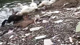 Ducks...
